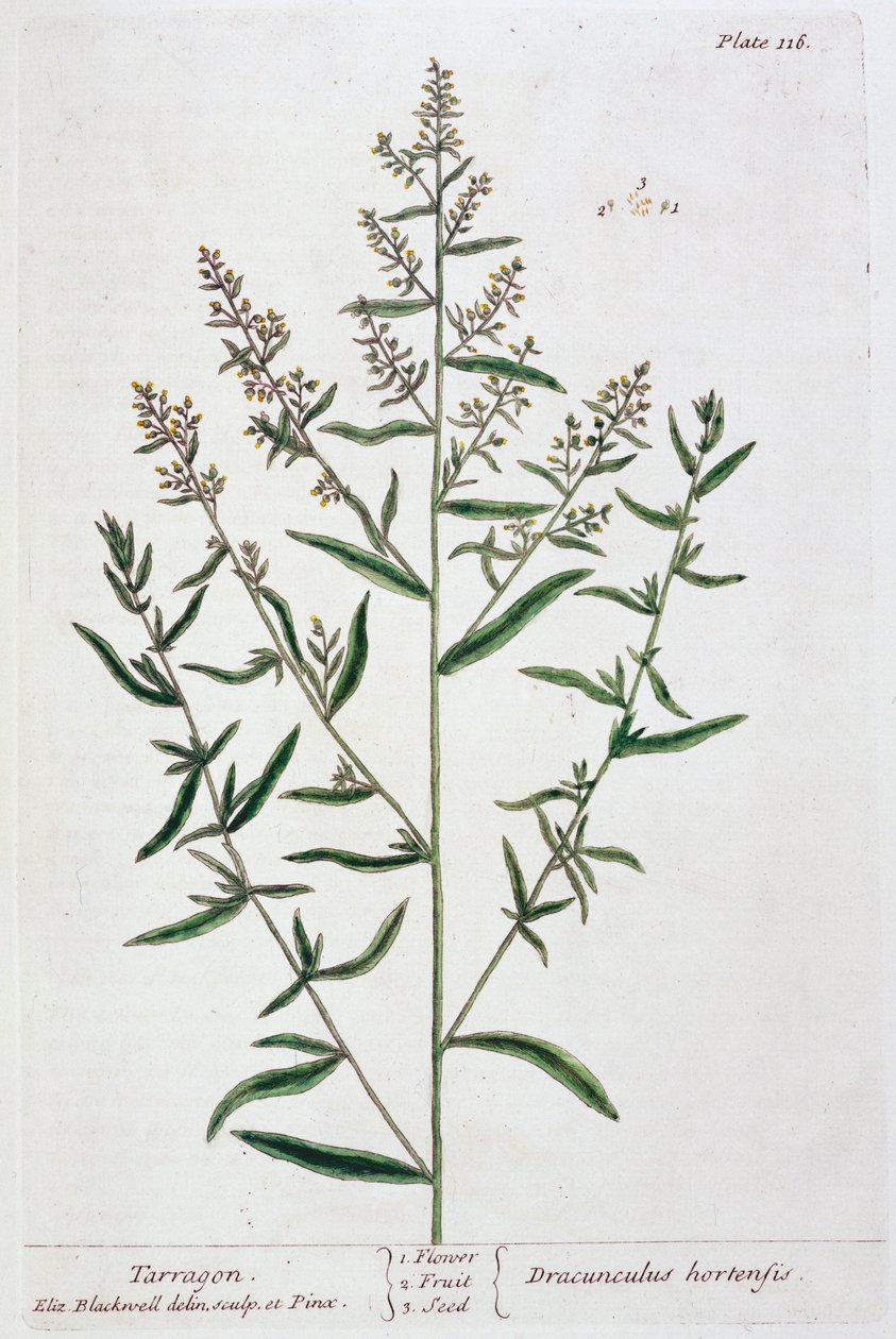 Estragão, 1782 de Elizabeth Blackwell