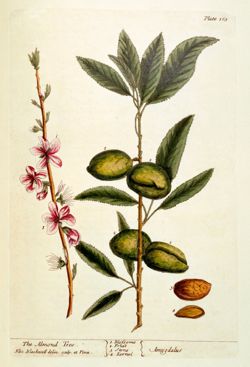 A Amendoeira, placa 105 de &39;A Curious Herbal&39;, publicada em 1782 (gravura a cores) de Elizabeth Blackwell