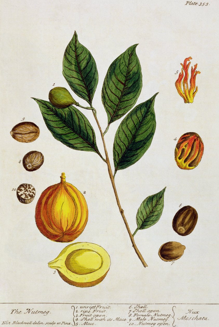 A noz-moscada, placa 353 de &39;A Curious Herbal&39;, publicada em 1782 (gravura a cores) de Elizabeth Blackwell