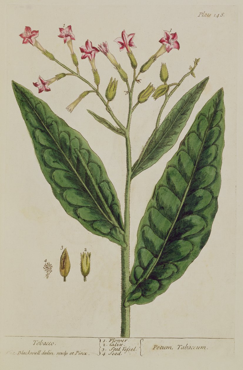 Tabaco, prato 146 de &39;A Curious Herbal&39;, publicado em 1782 (gravura a cores) de Elizabeth Blackwell