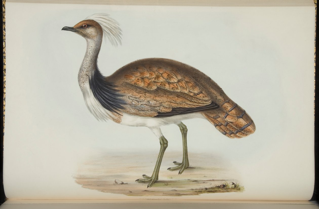 Abetarda, de &39;The Birds of Europe&39;, de John Gould de Elizabeth Gould