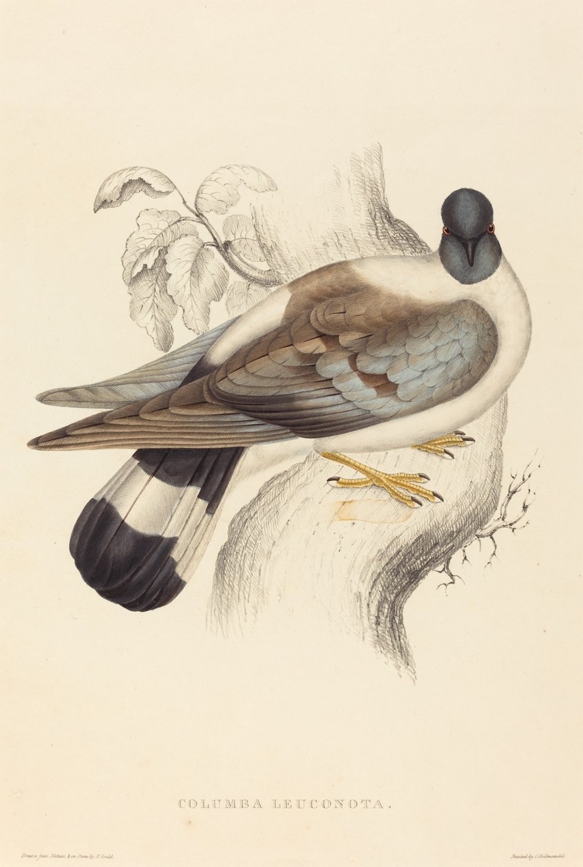 Columba Leuconota (pombo da neve) de Elizabeth Gould