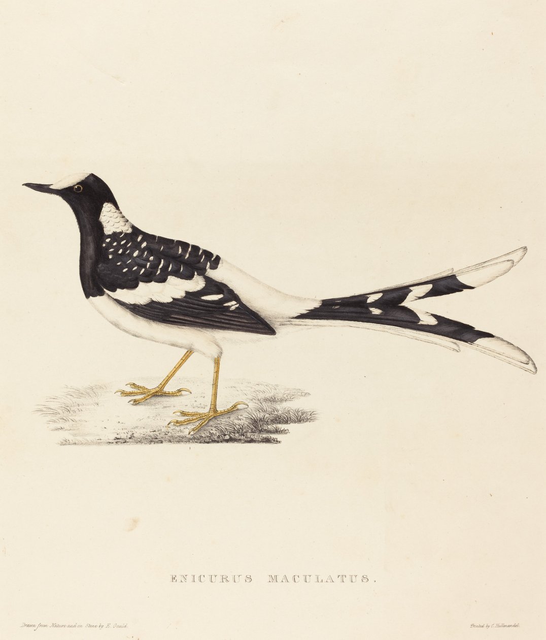 Enicurus Maculatus (Forktail manchado) de Elizabeth Gould