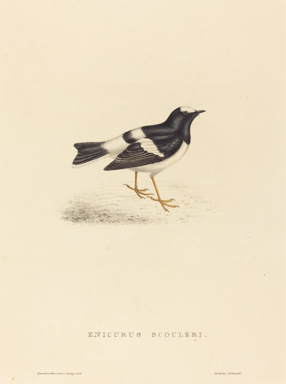 Enicurus Scouleri (Pequeno Forktail) de Elizabeth Gould