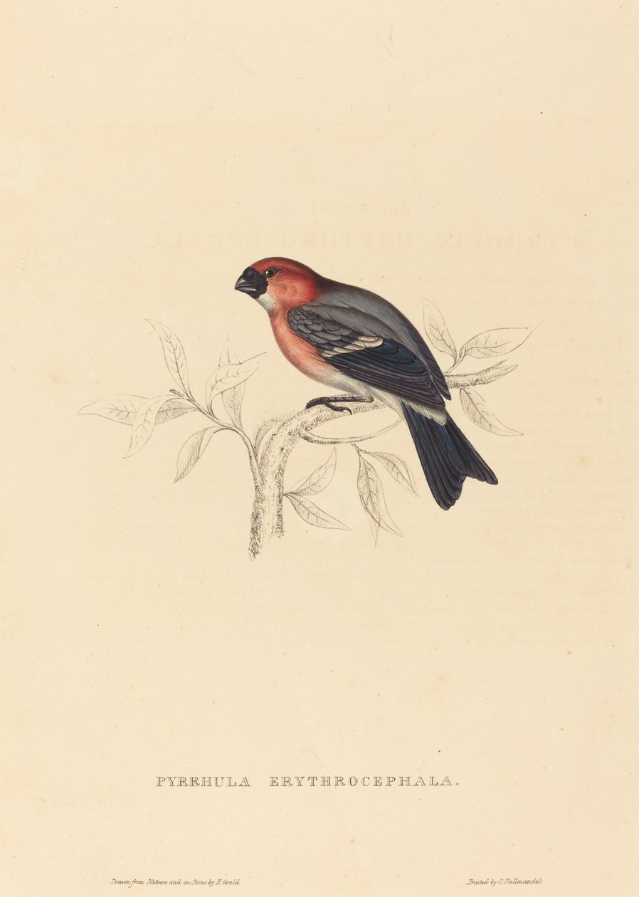 Pyrrhula Erythrocephala (curió ruivo) de Elizabeth Gould