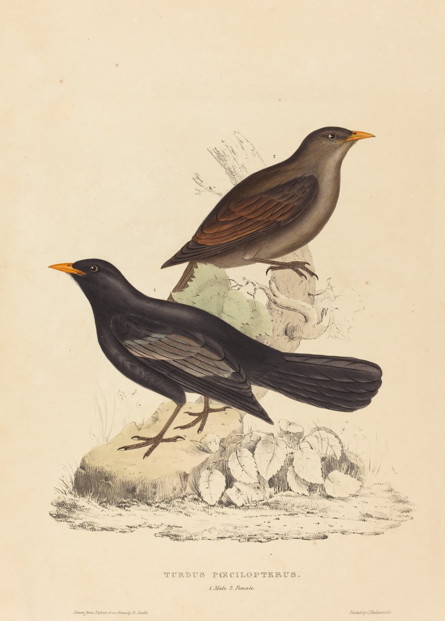 Turdus Poecilopterus (Tordo Asteca) de Elizabeth Gould