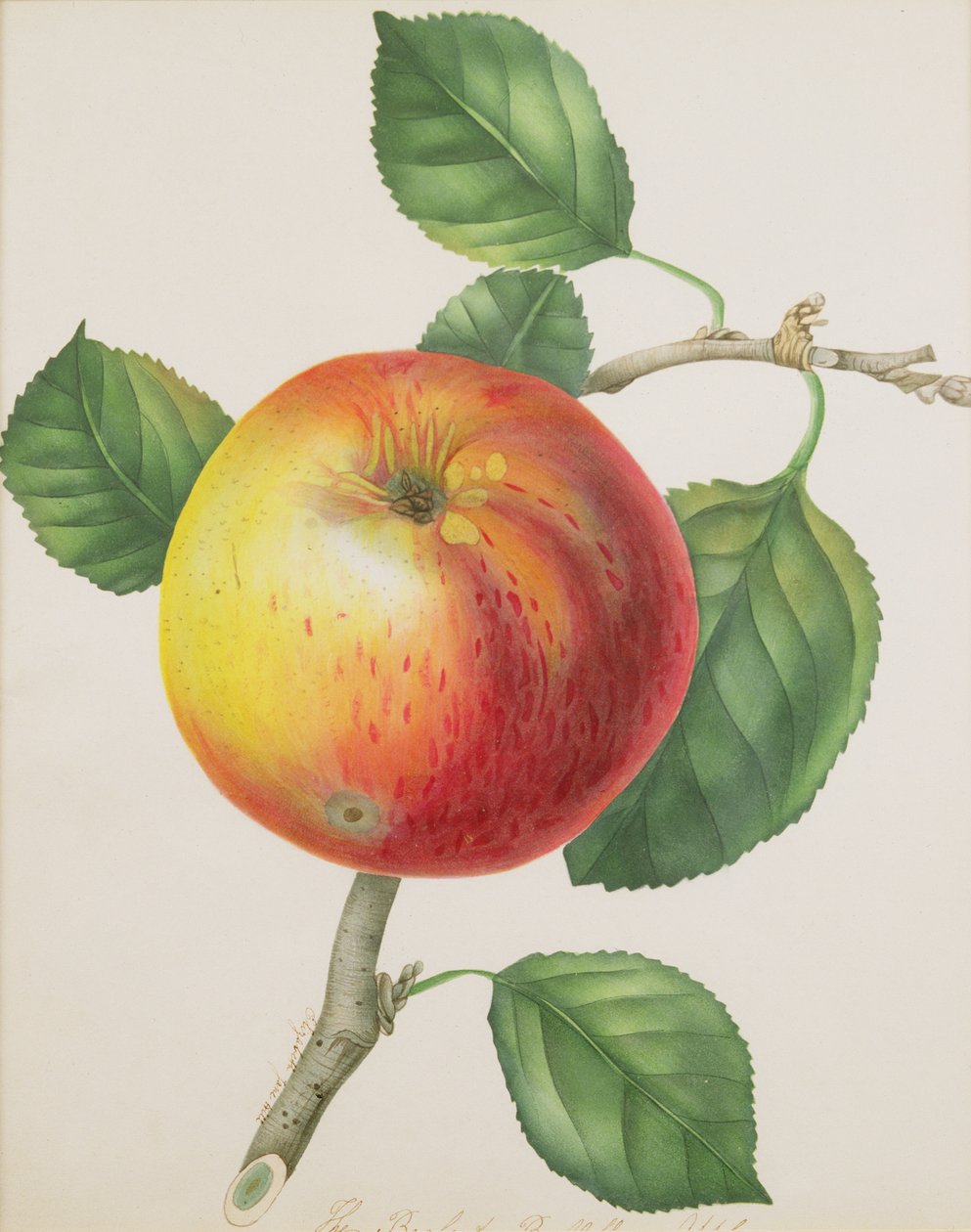 Uma maçã, c.1835 (wc) de Elizabeth Jane Hill