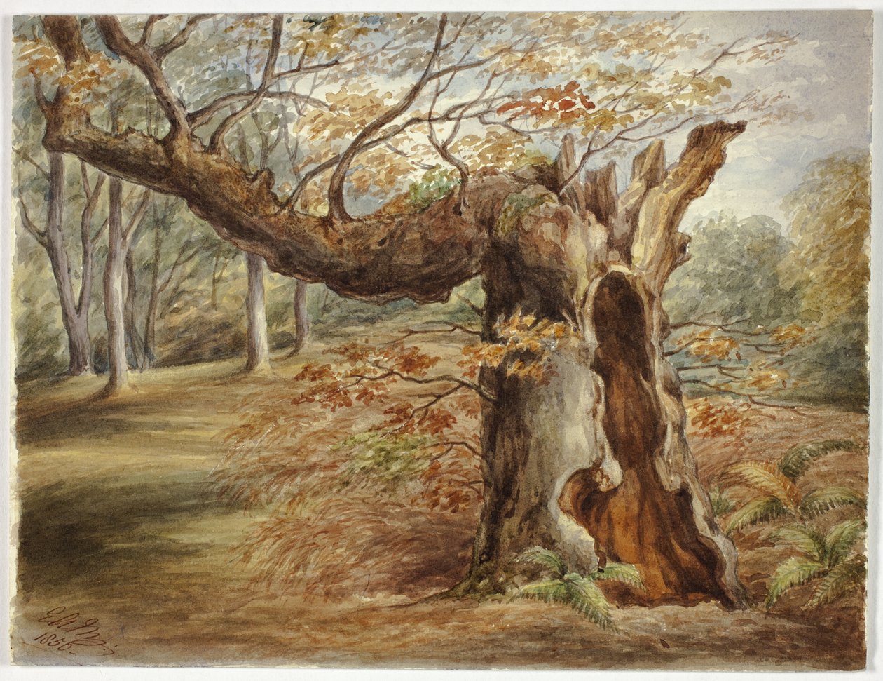 Árvore podre de Elizabeth Murray