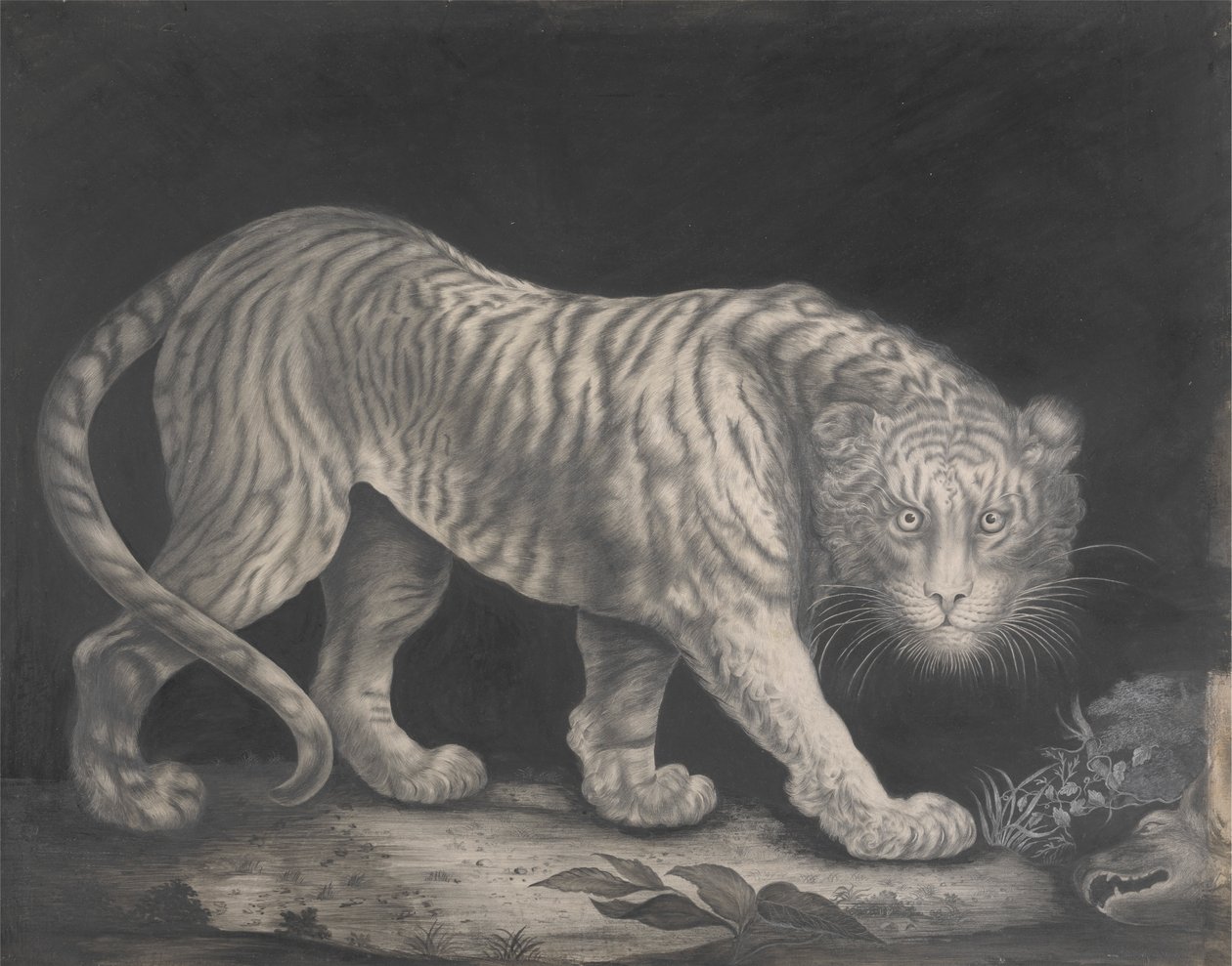 Um Tigre em Prowling de Elizabeth Pringle