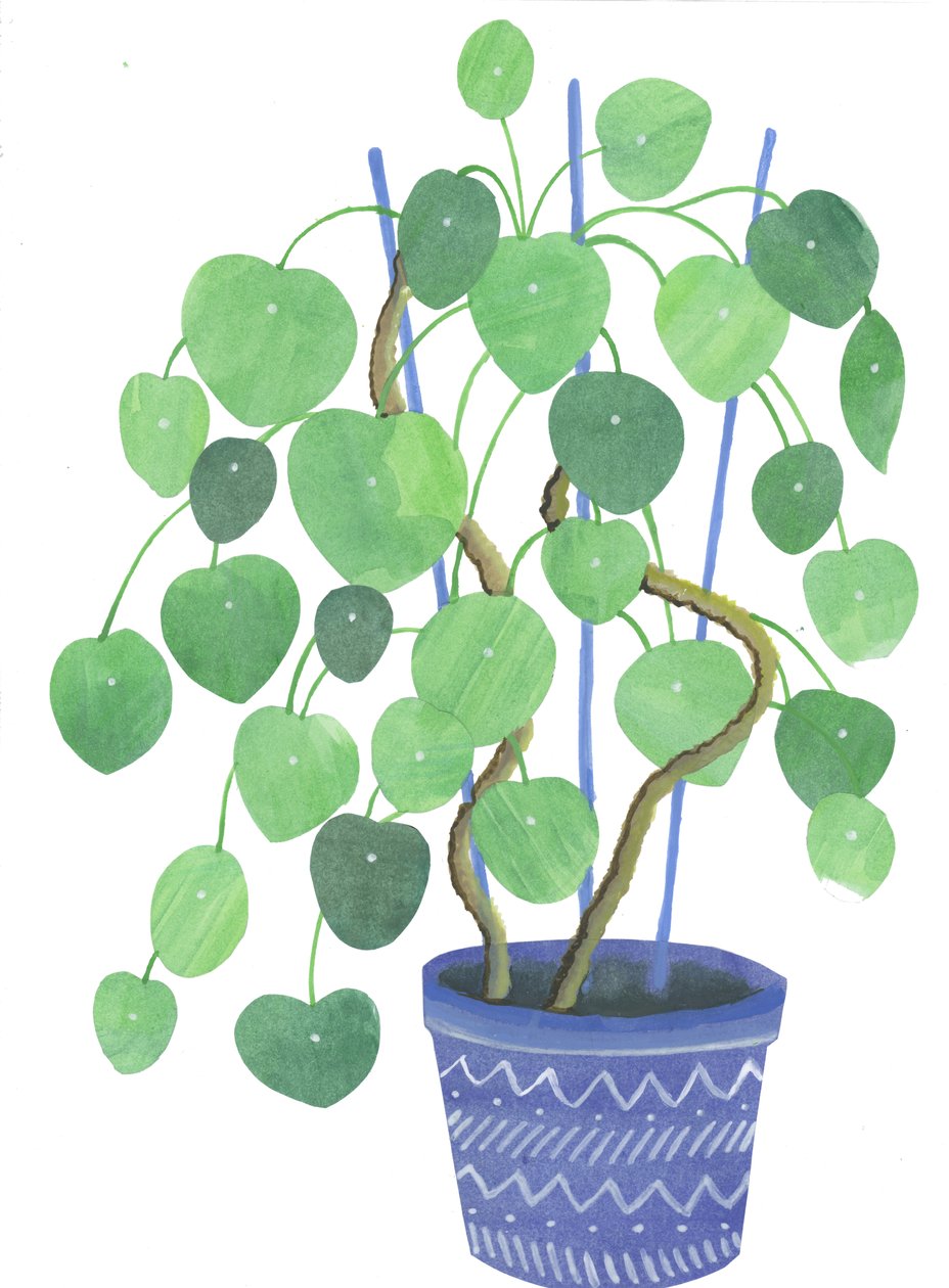 Planta Pilea, 2017 (aguarela e colagem) de Elizabeth Rider