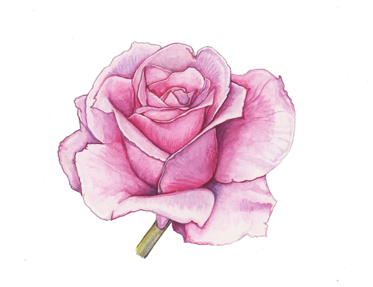 Rosa cor-de-rosa, 2012 (aguarela) de Elizabeth Rider