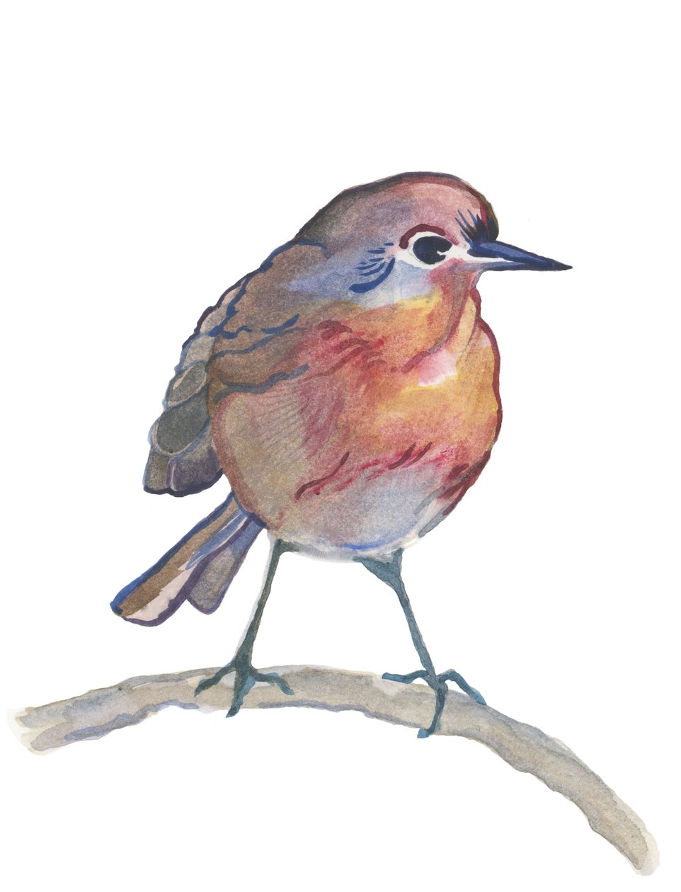 Robin, 2017 (aguarela) de Elizabeth Rider