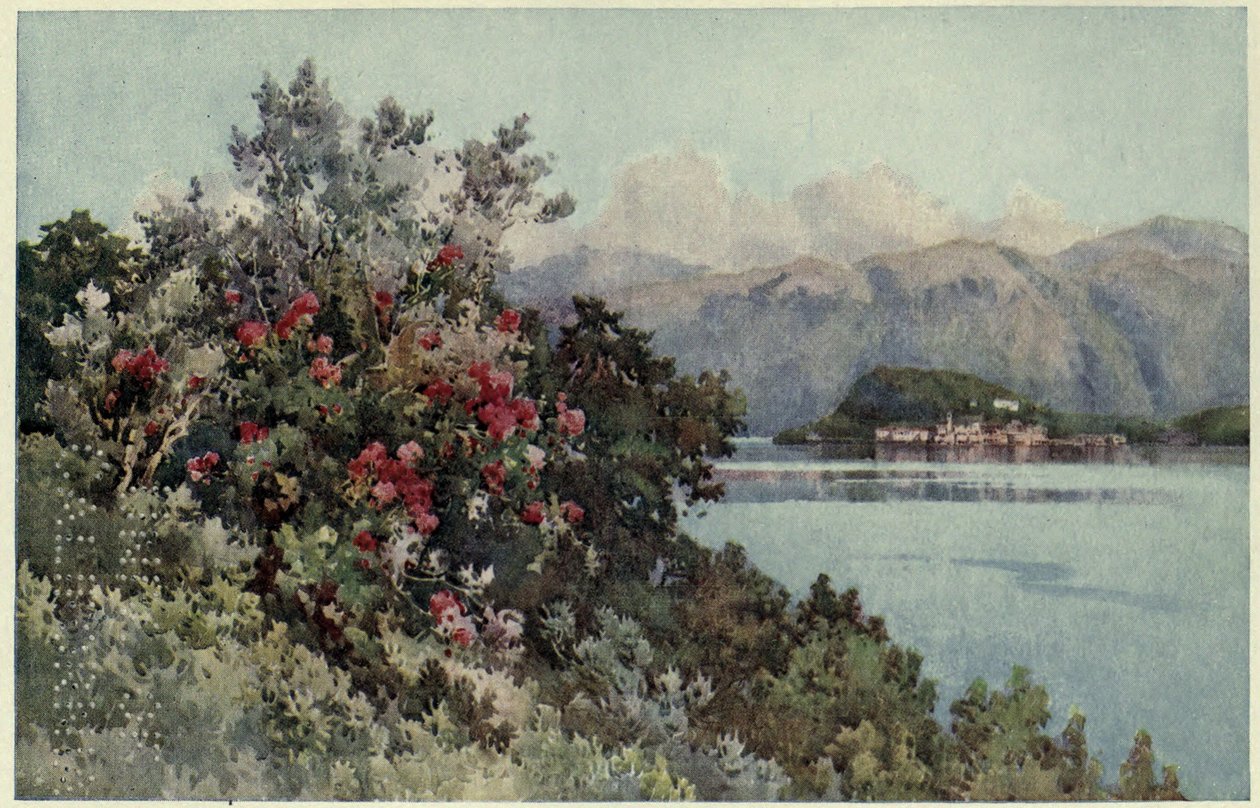 Rosas, Villa Carlotta, Lago di Como, ilustração de 