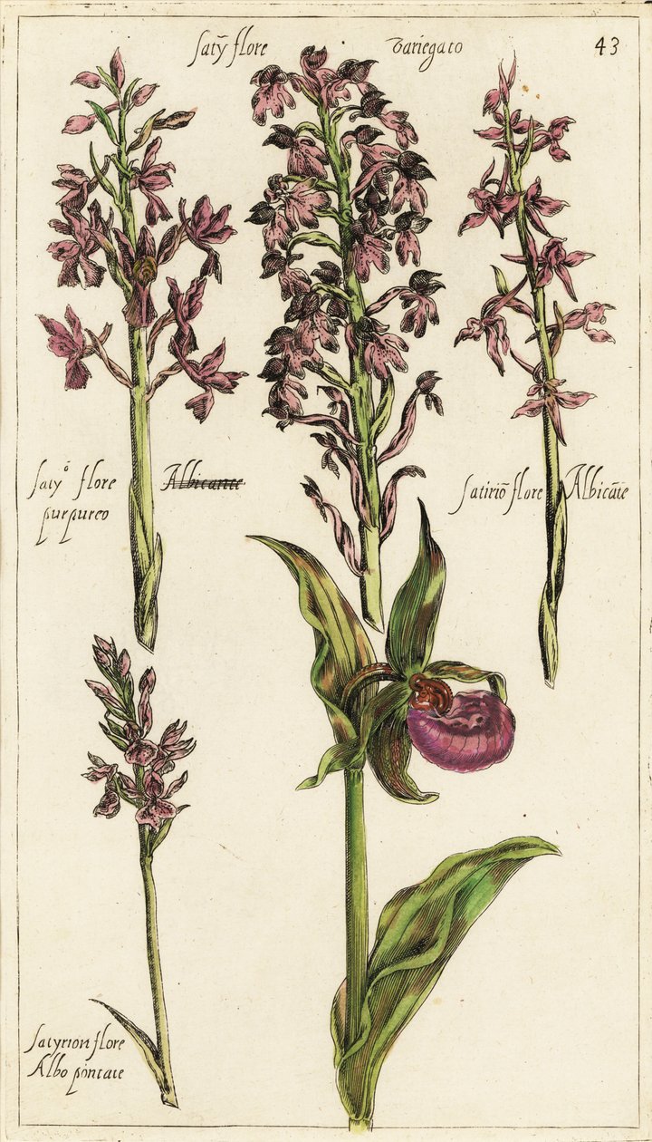 Diferentes variedades de orquídeas européias, Cypripedium calceolus, Cypripedium calceolus, Cypripedium calceolus de Emanuel Sweert