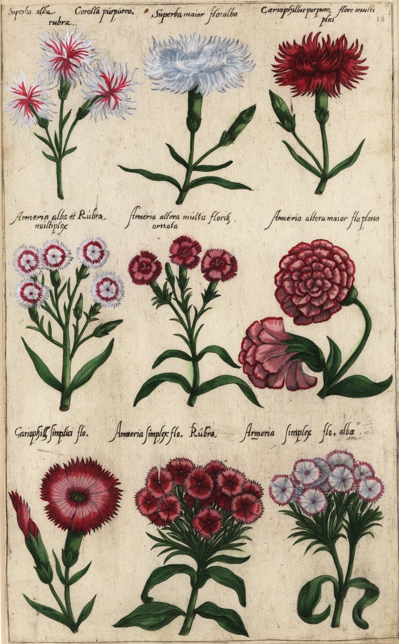 Diferentes variedades de cravo, Dianthus caryophyllus de Emanuel Sweert