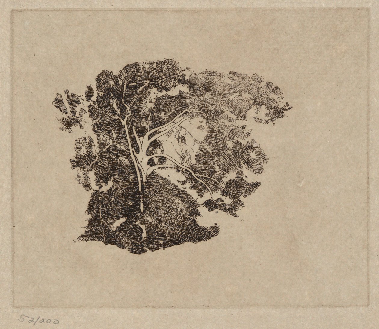 Estudo das árvores de Emil Carlsen