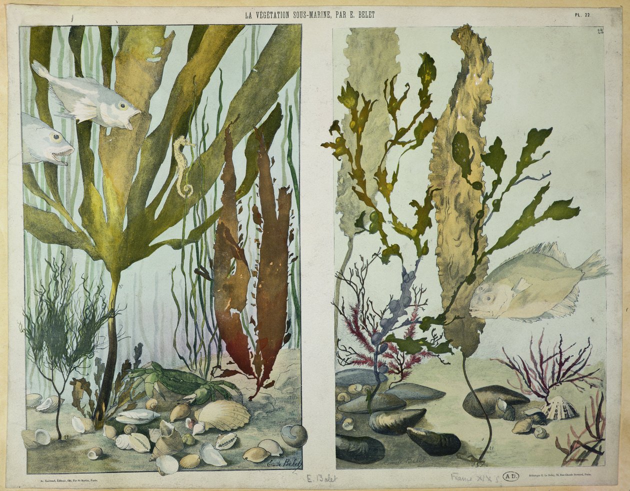 Algas marinhas, peixes, cavalo marinho, caranguejo e marisco, placas ilustradas de &39;La Vie sous marine&39;, final do século XIX (heliogravura) de Emile Belet