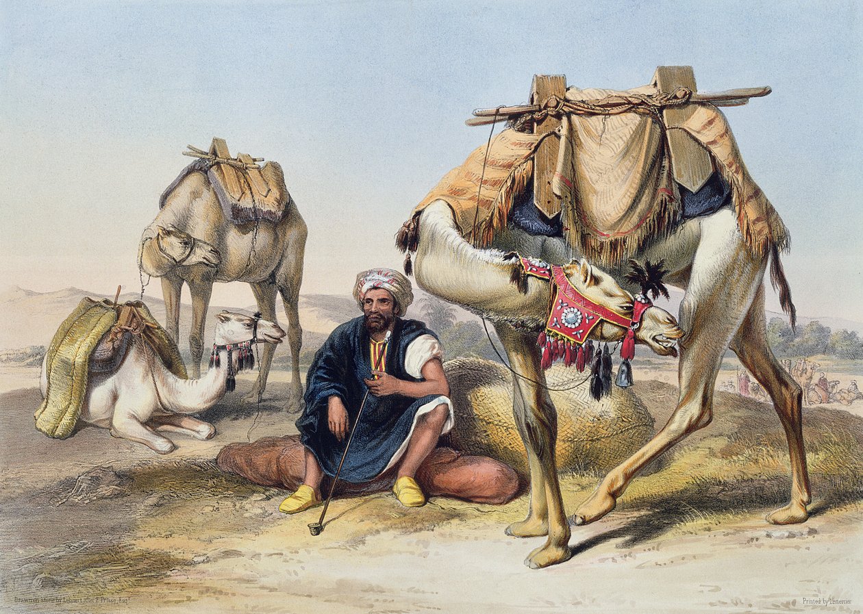 Camelos que descansam no Sherkiyeh, terra de Goshen, ilustração "do vale do Nile", gravado por Lehnert, bar. por Lemercier, 1848 de Emile Prisse d