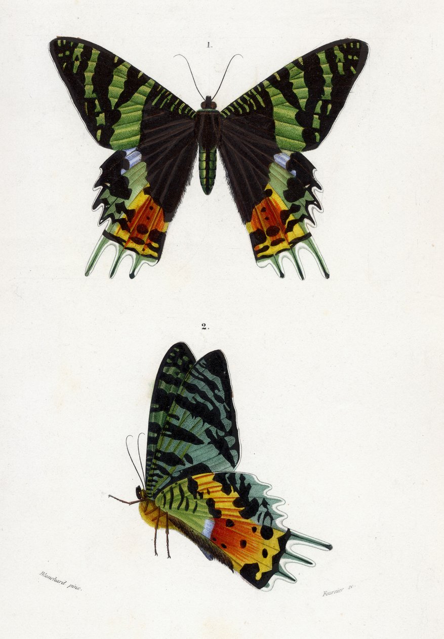 Urania Riphaeus, 1869 (gravura colorida à mão) de Emile Theophile Blanchard