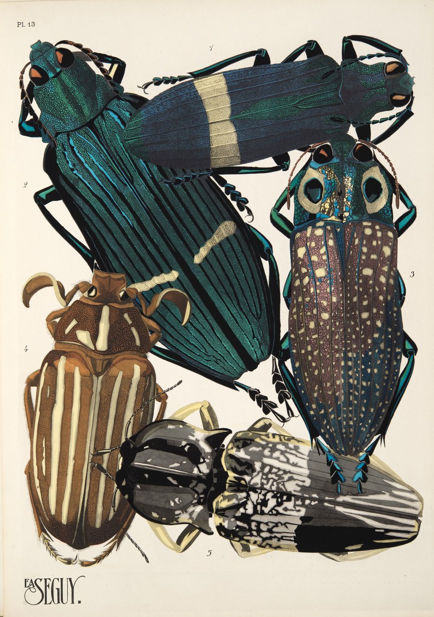 Placa 13 de Insectes, pub. Anos 30 (impressão pochoir) de Émile Allain Séguy
