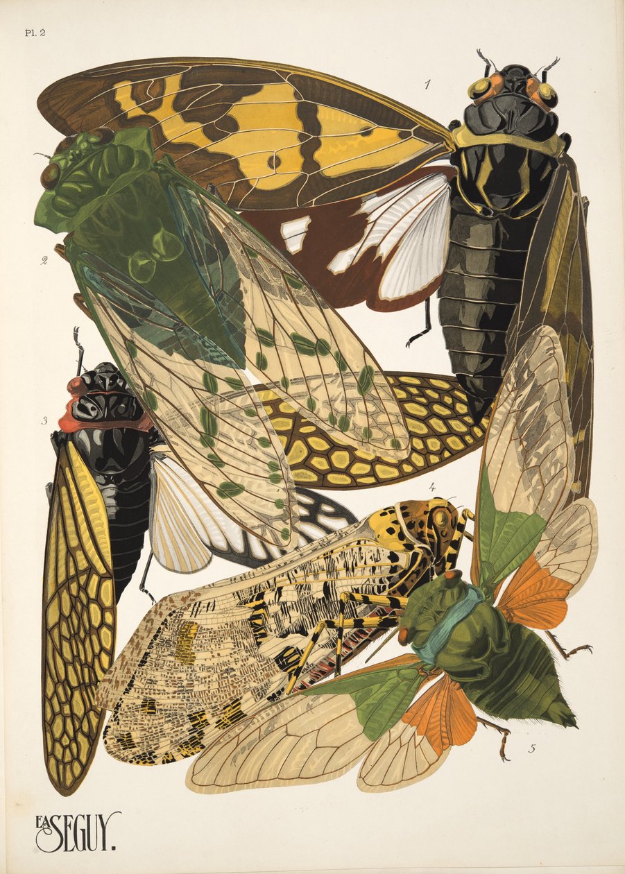 Placa 2 de Insectes, pub. Anos 30 (impressão pochoir) de Émile Allain Séguy