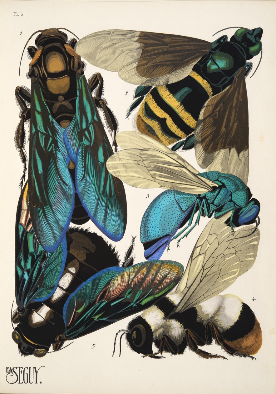 Placa 5 de Insectes, pub. Anos 30 (impressão pochoir) de Émile Allain Séguy