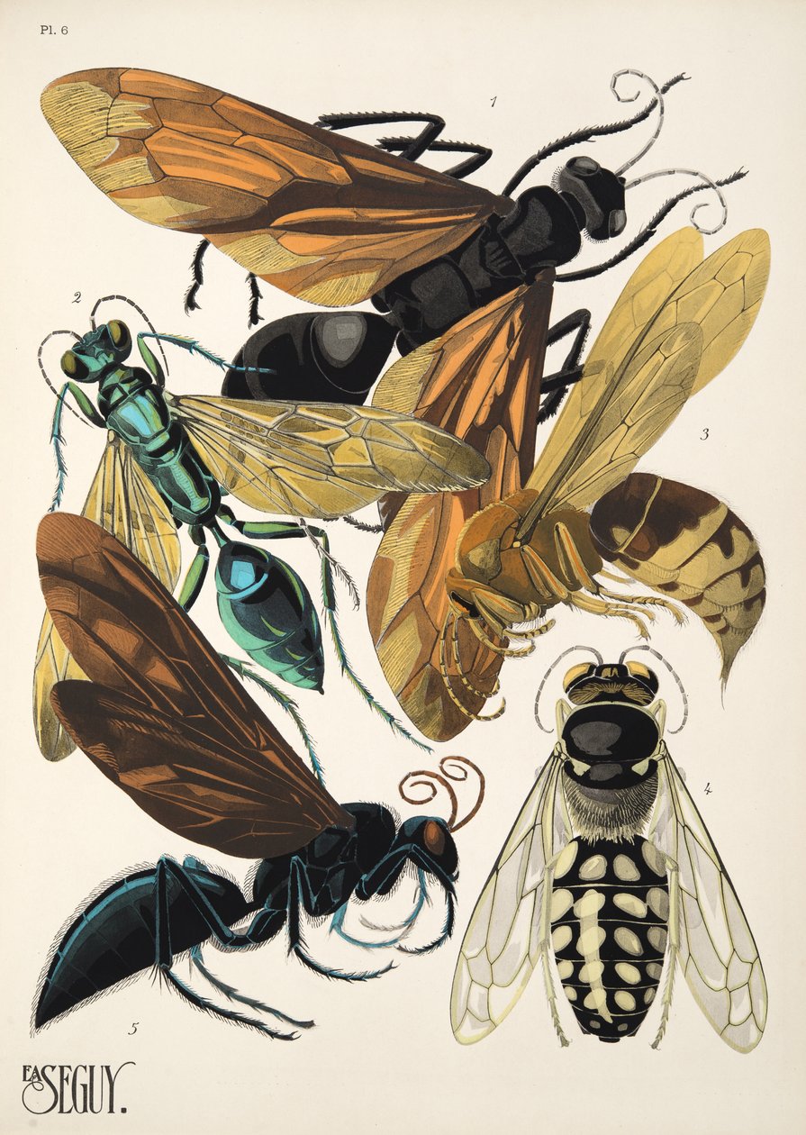 Placa 6 de Insectes, pub. 1930 (impressão pochoir) de Émile Allain Séguy