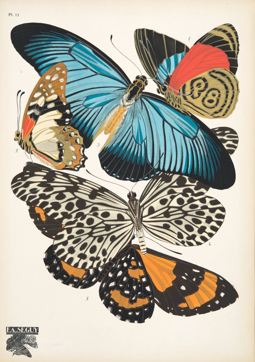 Placa 11, de Papillons, pub. 1925 (pochoir print) de Émile Allain Séguy