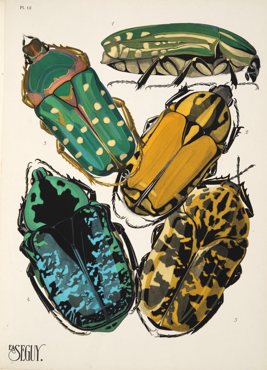 Placa 12 de Insectes, pub. 1930 (impressão pochoir) de Émile Allain Séguy