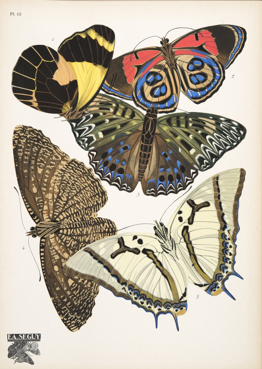 Placa 12, de Butterflies, pub. 1925 (impressão em estêncil) de Émile Allain Séguy