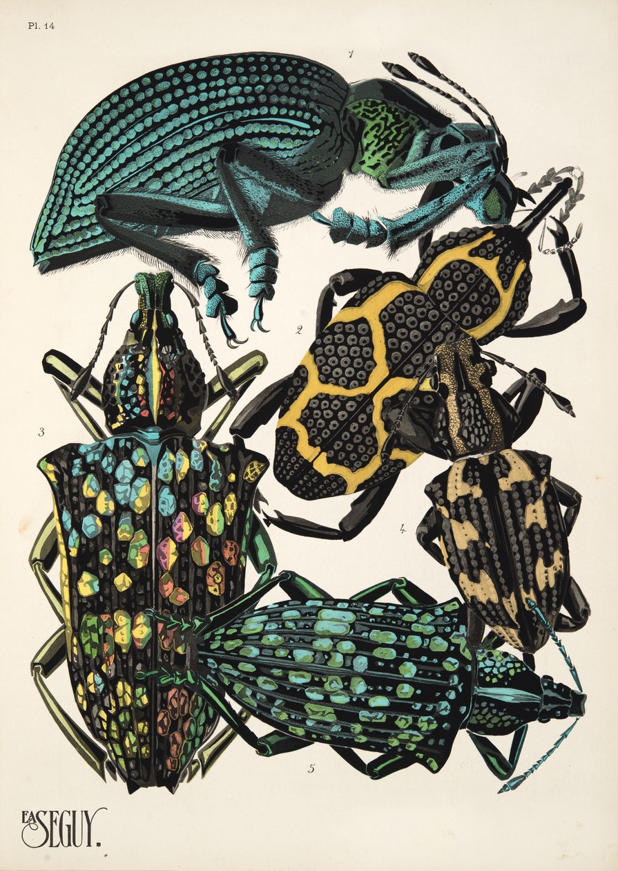Placa 14 de Insectes, pub. Anos 30 (impressão pochoir) de Émile Allain Séguy