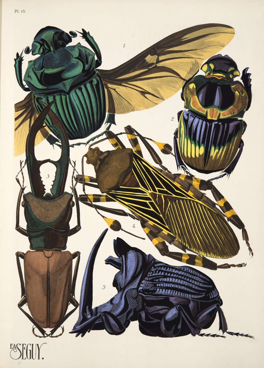Placa 15 de Insectes, pub. Anos 30 (impressão pochoir) de Émile Allain Séguy