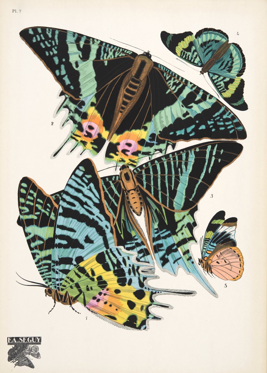 Placa 7, de Papillons, pub. 1925 (pochoir print) de Émile Allain Séguy