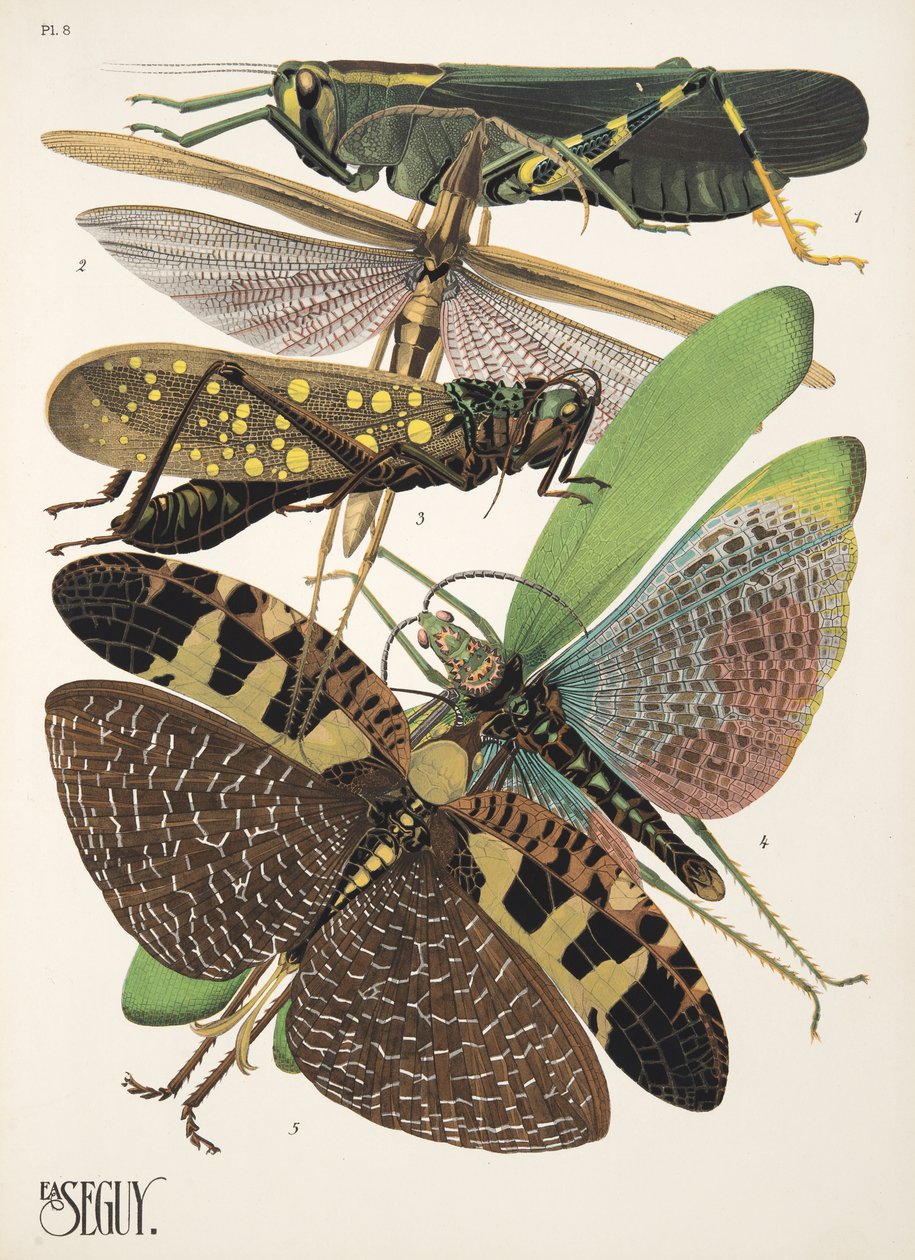 Placa 8 de Insectes, pub. 1930 (impressão pochoir) de Émile Allain Séguy