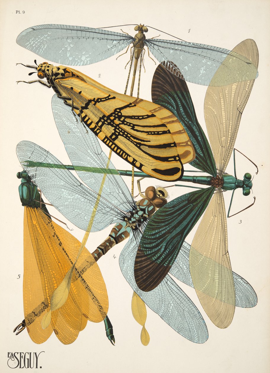 Placa 9 de Insectes, pub. 1930 (impressão pochoir) de Émile Allain Séguy