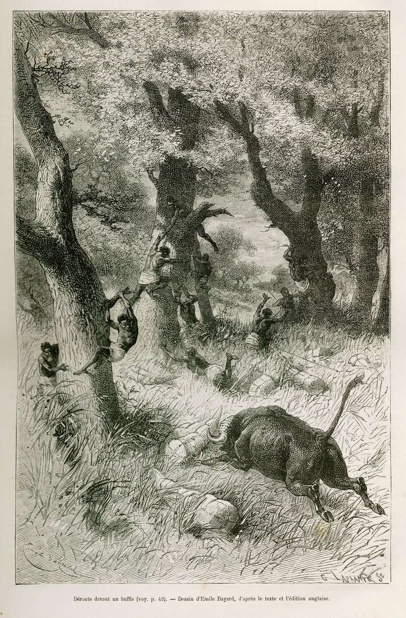 Deroute da expedição em frente à carga de um búfalo, desenho de Emile Bayard, para ilustrar a história: Por toda a África, de Zanzibar (Tanzânia) a Benguela (Angola), de 1872 a 1876, pelo Tenente V.H.Cameron. Gravura em Le tour du monde de Emile Antoine Bayard