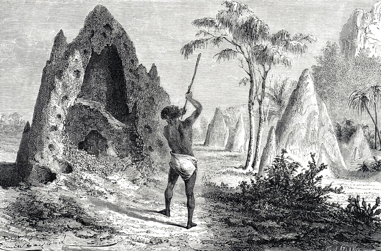 Redes das Formigas Brancas, Térmitas (gravura) de Emile Antoine Bayard