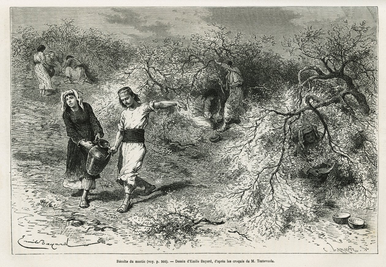 A coleção de massa, uma resina branca de lentis, durante o verão, é a base da fabricação de uma aguardente de anis, desenhada por Emile Bayard, para ilustrar a história "Chio Island" (Turquia Oriental), em 1877, pelo Dr. A. Testevuide. Gravura em Le de Emile Antoine Bayard