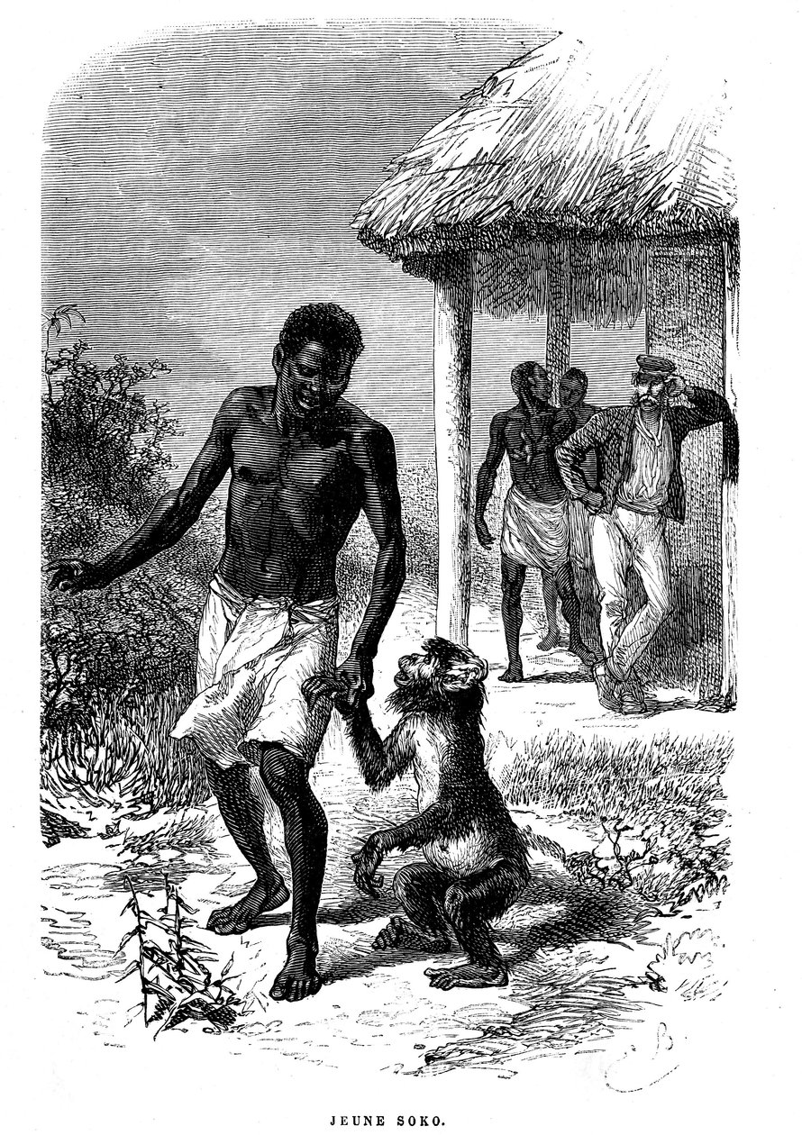 O jovem macaco Soko em África. Gravura de Emile Bayard (1837-1891) ilustrando as últimas histórias do explorador David Livingstone de Emile Antoine Bayard