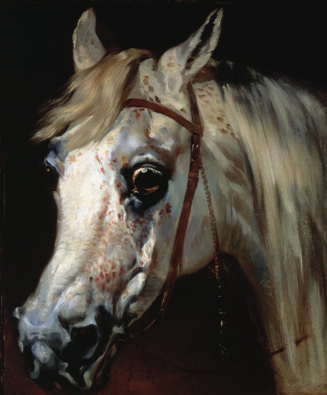 Cabeça de um cavalo árabe, c.1840-50 (óleo sobre tela) de Emile Jean Horace Vernet