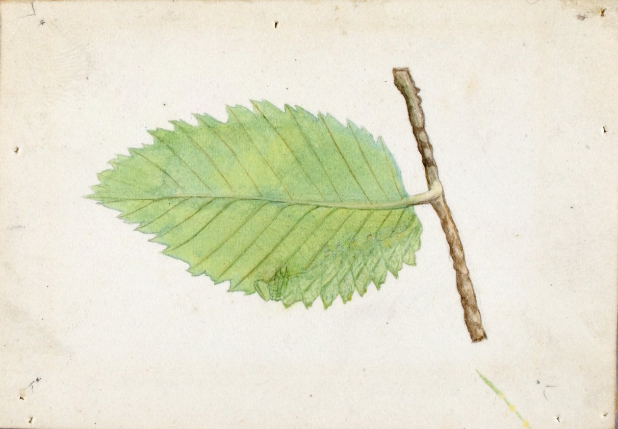 Jagged Leaf Edge Caterpillar, estudo para o livro Concealing Coloration in the Animal Kingdom de Emma Beach Thayer