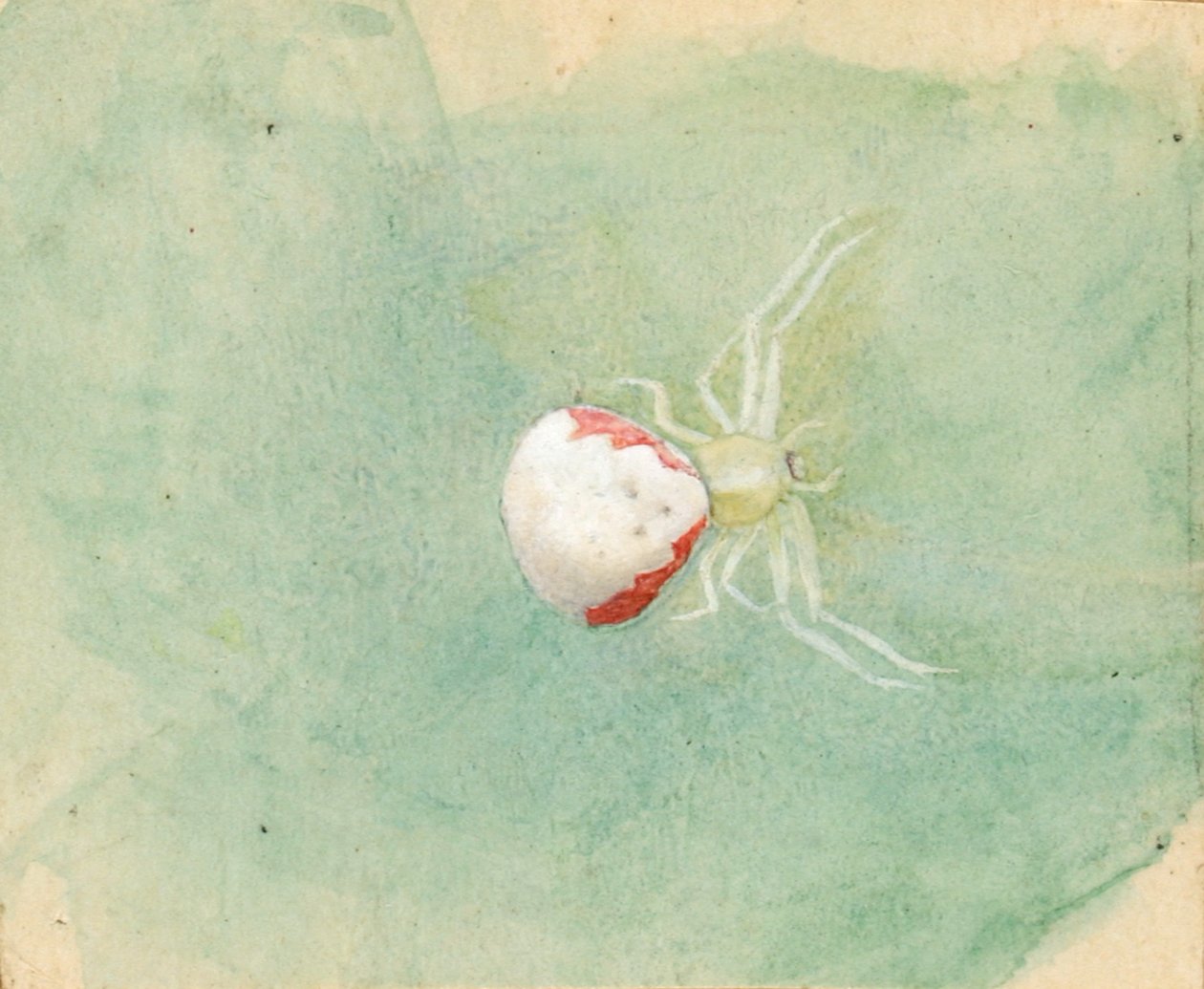 Aranha branca em porcelana, final do século XIX e início do século XX. de Emma Beach Thayer