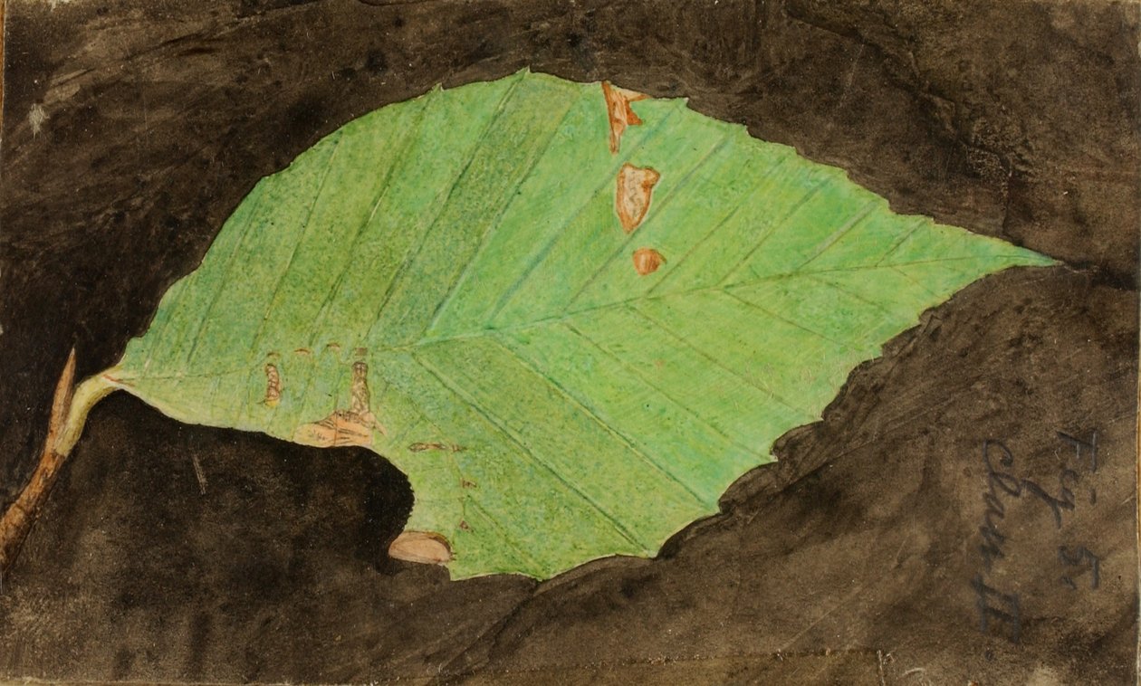 Lagarta da borda da folha da praia com manchas mais pequenas, estudo para o livro Concealing Coloration in the Animal Kingdom de Emma Beach Thayer