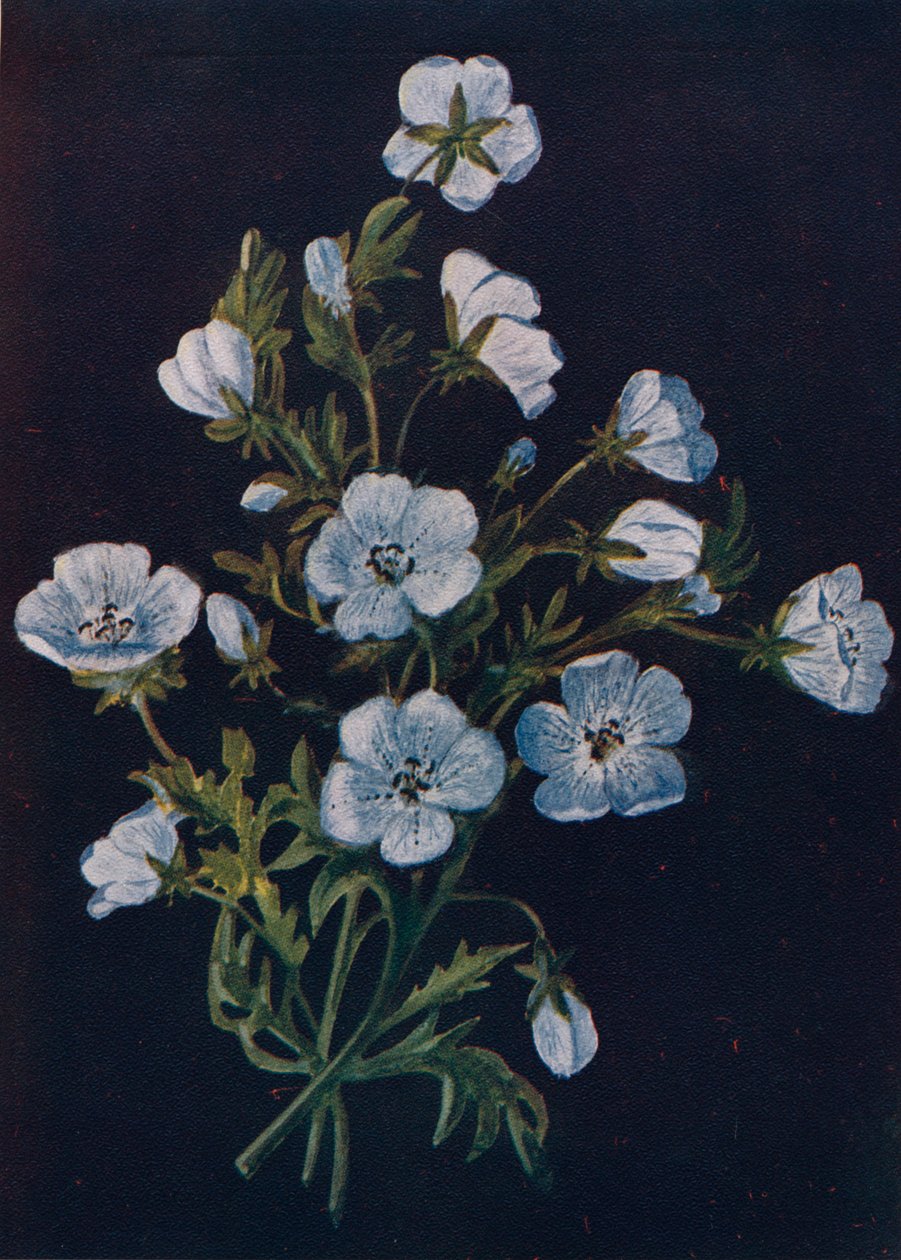 Olhos azuis de bebê, c1915, 1915 de Emma Graham Clock