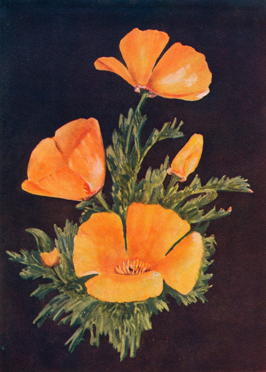 Papoila da Califórnia, c1915, 1915 de Emma Graham Clock