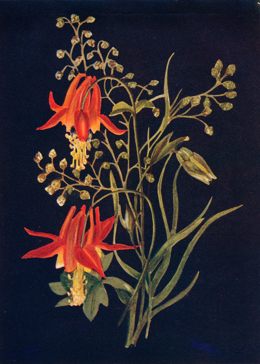 Columbine, c1915, 1915 de Emma Graham Clock