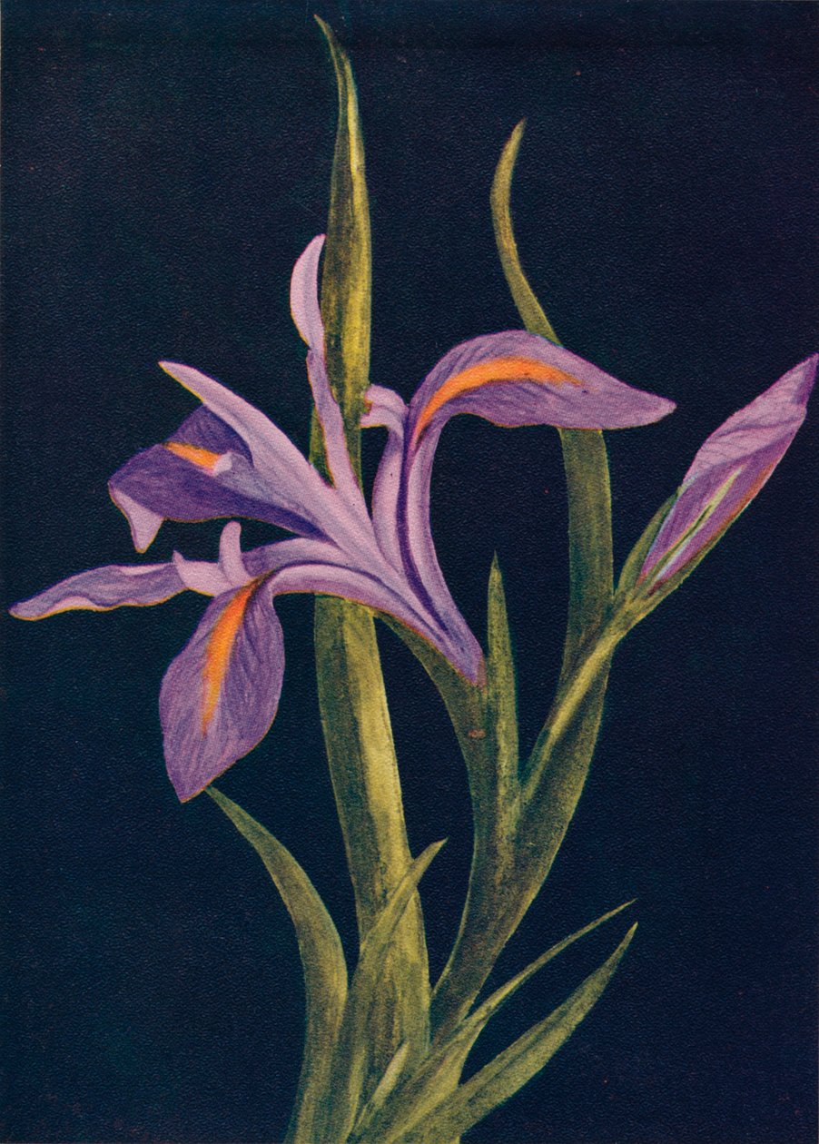 Íris à terra, c1915, 1915 de Emma Graham Clock