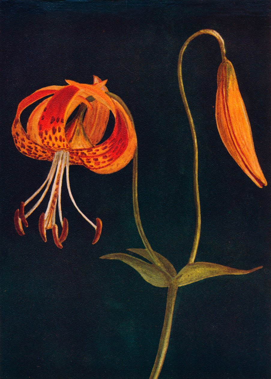 Lírio-leopardo, c1915, 1915 de Emma Graham Clock