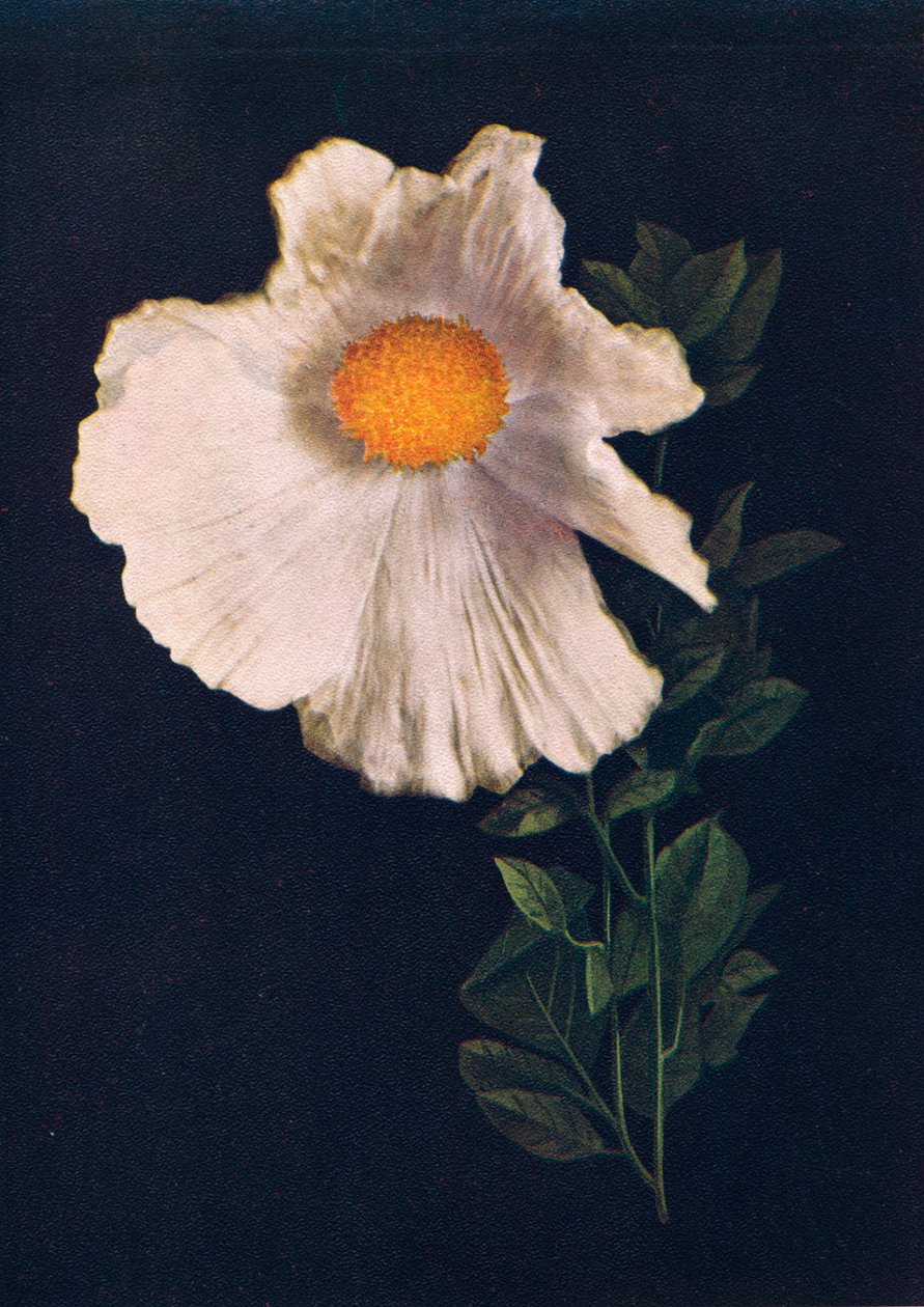 Matilija Poppy, c1915, 1915 de Emma Graham Clock
