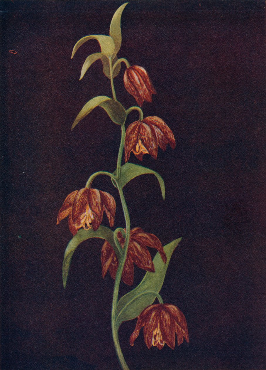 Sinos da missão, c1915, 1915 de Emma Graham Clock